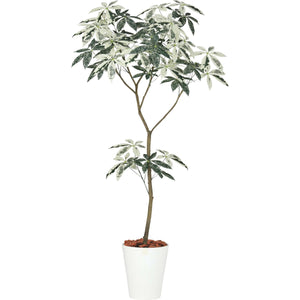 フイリパキラ1.8m