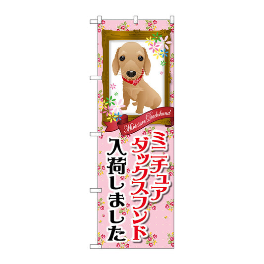 のぼり旗　ミニチュアダックスフンド入荷　Ｎｏ．ＧＮＢ－２４９１　Ｗ６００×Ｈ１８００
