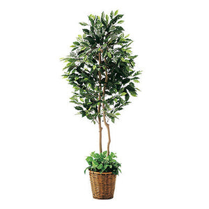 年間デコレーション　立木（光触媒）　フィカスツイン　ＴＩ８－０２４６