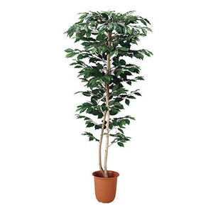 年間デコレーション　立木（光触媒）　ベンジャミン　（Ｍ）　ＴＩ８－０１９４