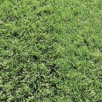 series-baron-artificial-turf