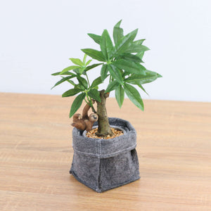 コーヒーノキフェルトポットナマケモノ　全長２９ｃｍ