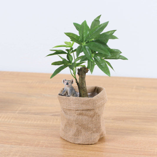コーヒーノキアサポットコアラ　全長２９ｃｍ