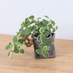 プミラフェルトポットナマケモノ　全長２４ｃｍ