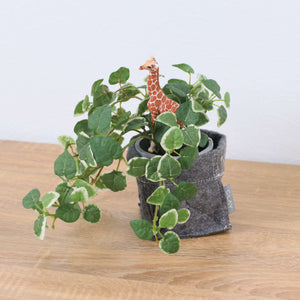 プミラフェルトポットキリン　全長２４ｃｍ