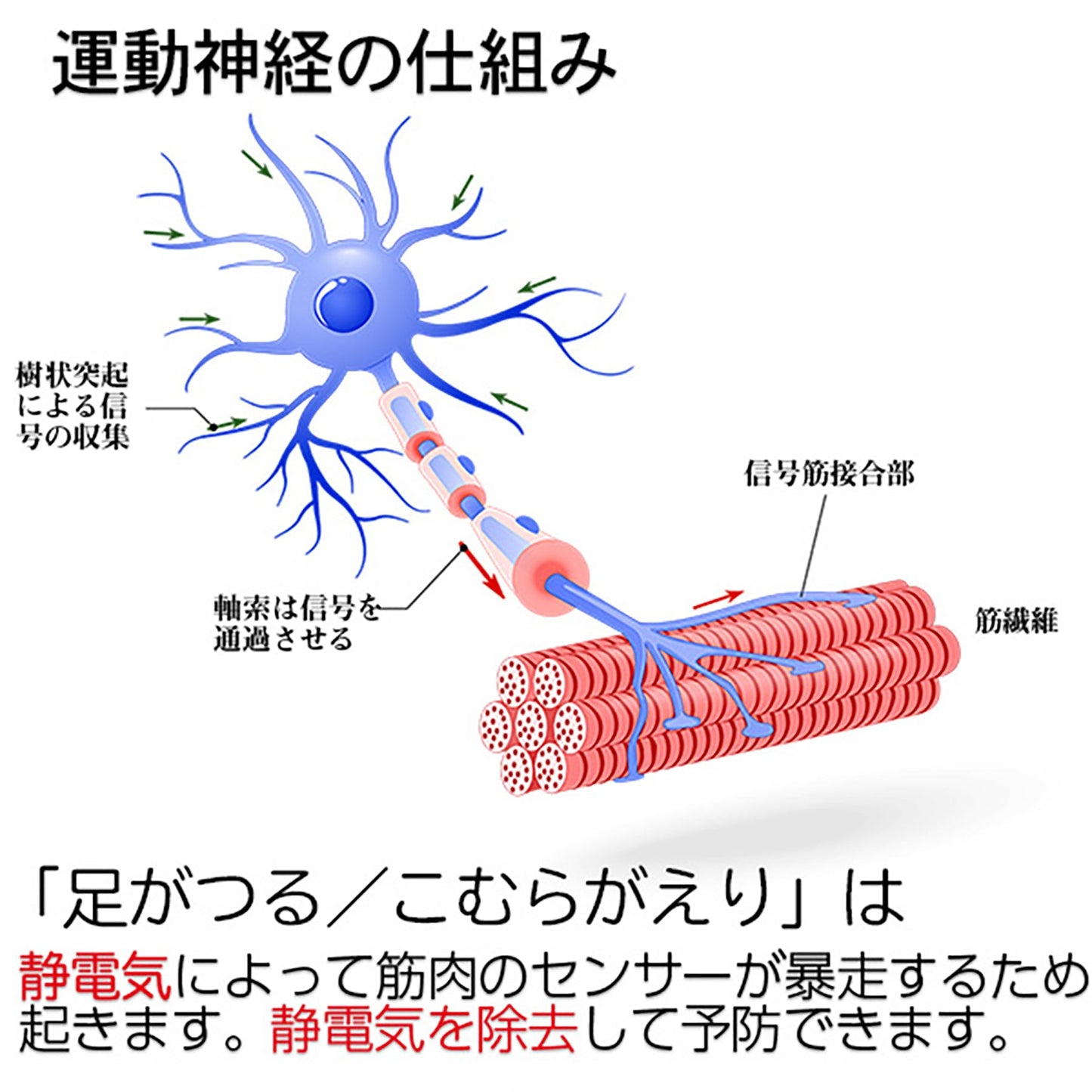 脚ツラン・ベルト　２本組　足首ベルト　こむら返り予防　足の痙攣防止　就寝時