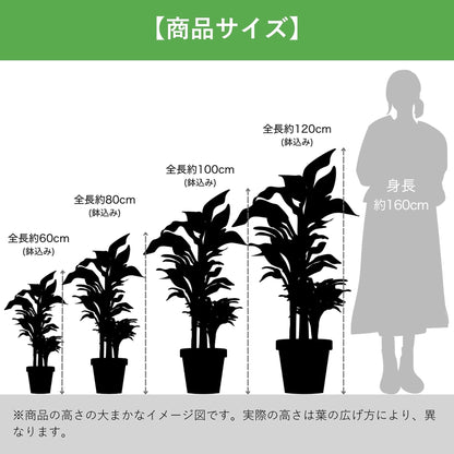 光触媒インテリアグリーン　ドラセナ（細）　観葉植物　高さ９０ｃｍ
