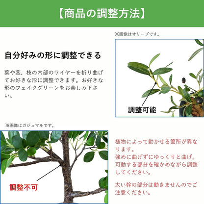 光触媒インテリアグリーン　ツバキ　観葉植物　高さ６０ｃｍ