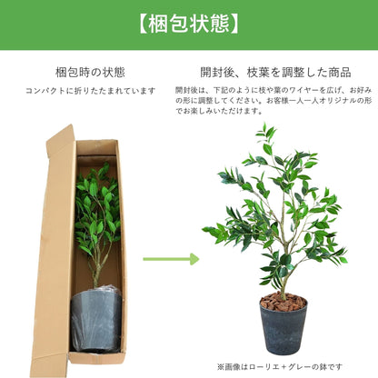 光触媒インテリアグリーン　ラメリー　観葉植物　高さ１１０ｃｍ