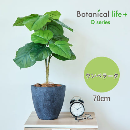 光触媒インテリアグリーン　ウンベラータ　観葉植物　高さ７０ｃｍ