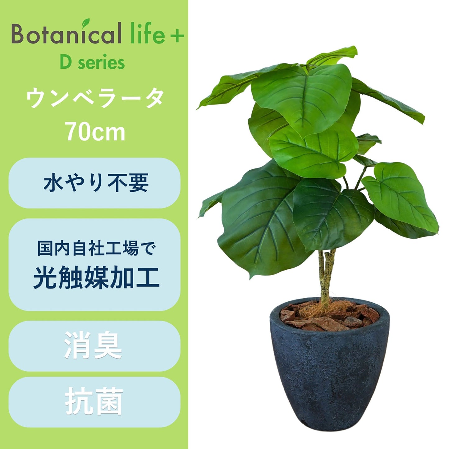 光触媒インテリアグリーン　ウンベラータ　観葉植物　高さ７０ｃｍ