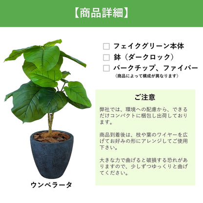 光触媒インテリアグリーン　ウンベラータ　観葉植物　高さ７０ｃｍ