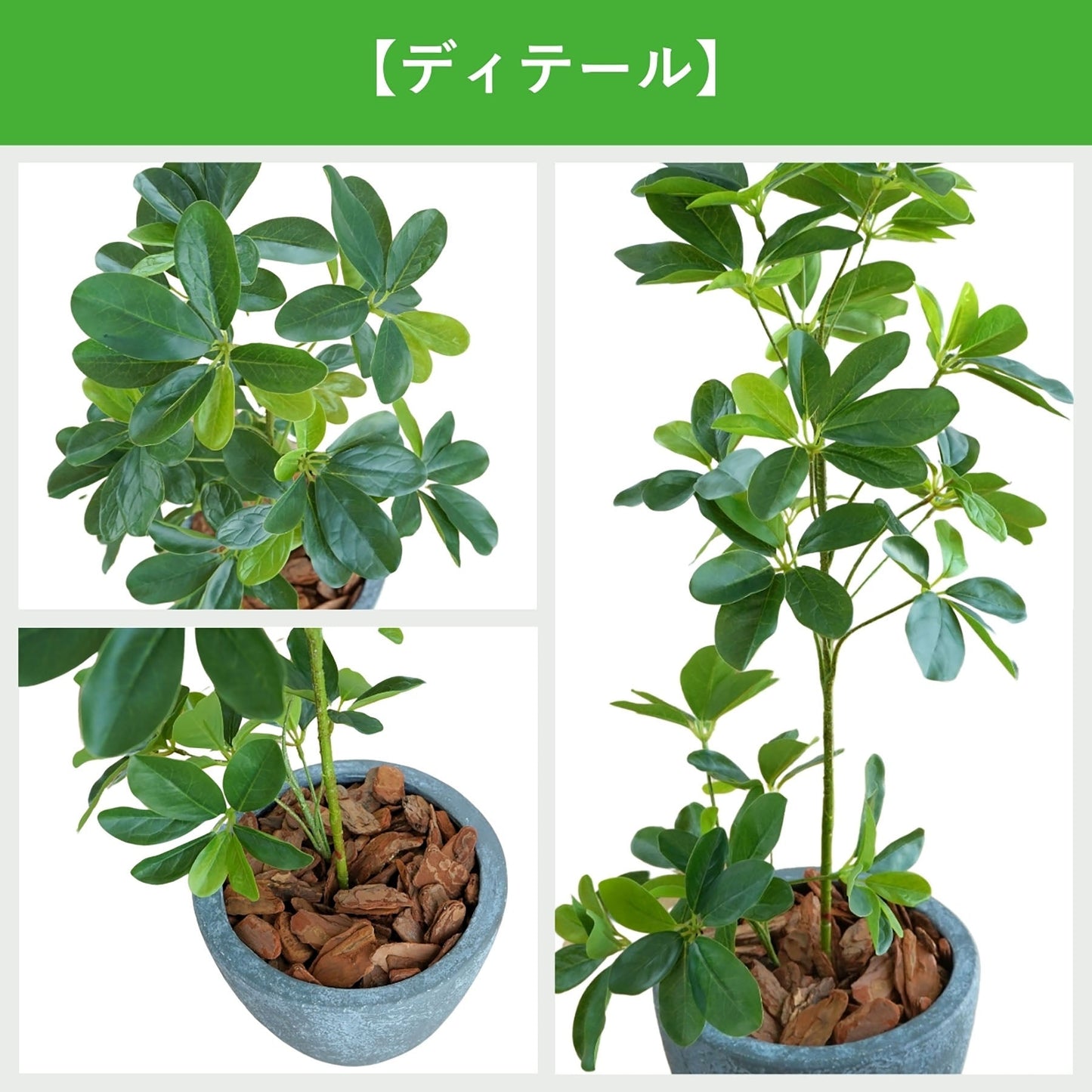 光触媒インテリアグリーン　シェフレラ　観葉植物　高さ６５ｃｍ