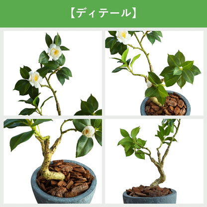 光触媒インテリアグリーン　ツバキ　観葉植物　高さ６０ｃｍ