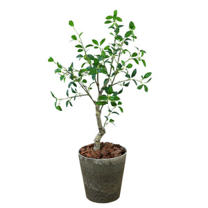 光触媒インテリアグリーン　ガジュマル　観葉植物　高さ１００ｃｍ