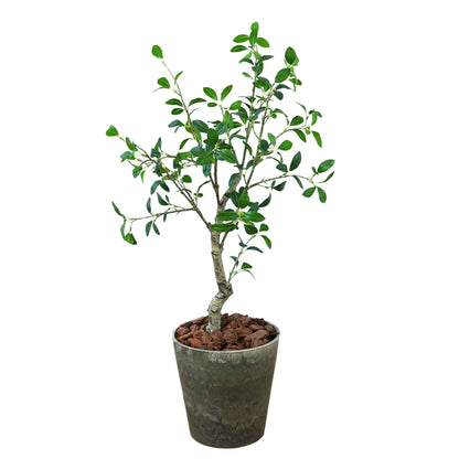 光触媒インテリアグリーン　ガジュマル　観葉植物　高さ１００ｃｍ