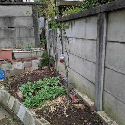 ネズミよけ　置くだけ・吊るだけジェル　屋外用　50g