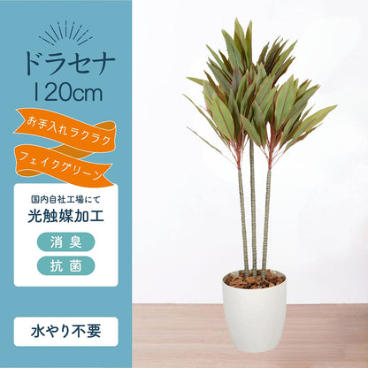 光触媒インテリアグリーン ドラセナ120cm 鉢付き