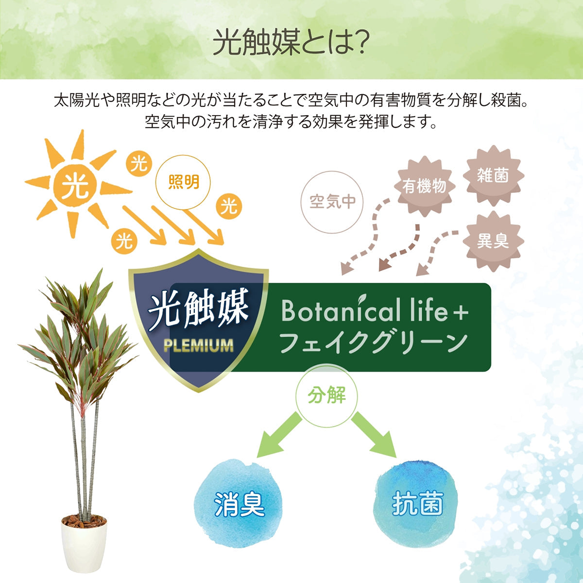 光触媒インテリアグリーン ドラセナ150cm 鉢付き