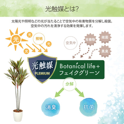 光触媒インテリアグリーン ドラセナ150cm 鉢付き