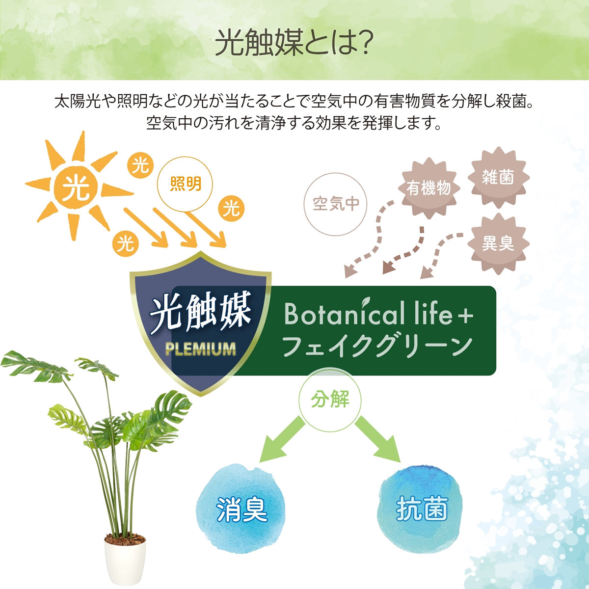 光触媒インテリアグリーン モンステラ150cm 鉢付き