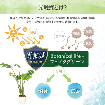 光触媒インテリアグリーン モンステラ150cm 鉢付き