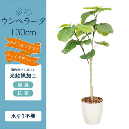 光触媒インテリアグリーン ウンベラータ130cm 鉢付き