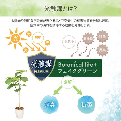 光触媒インテリアグリーン ウンベラータ130cm 鉢付き