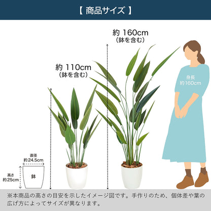 光触媒インテリアグリーン ストレリチア110cm 鉢付き