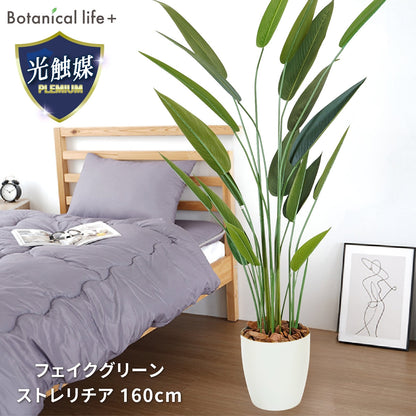光触媒インテリアグリーン ストレリチア160cm 鉢付き