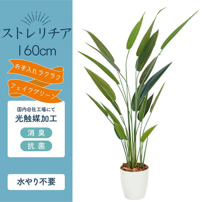 光触媒インテリアグリーン ストレリチア160cm 鉢付き