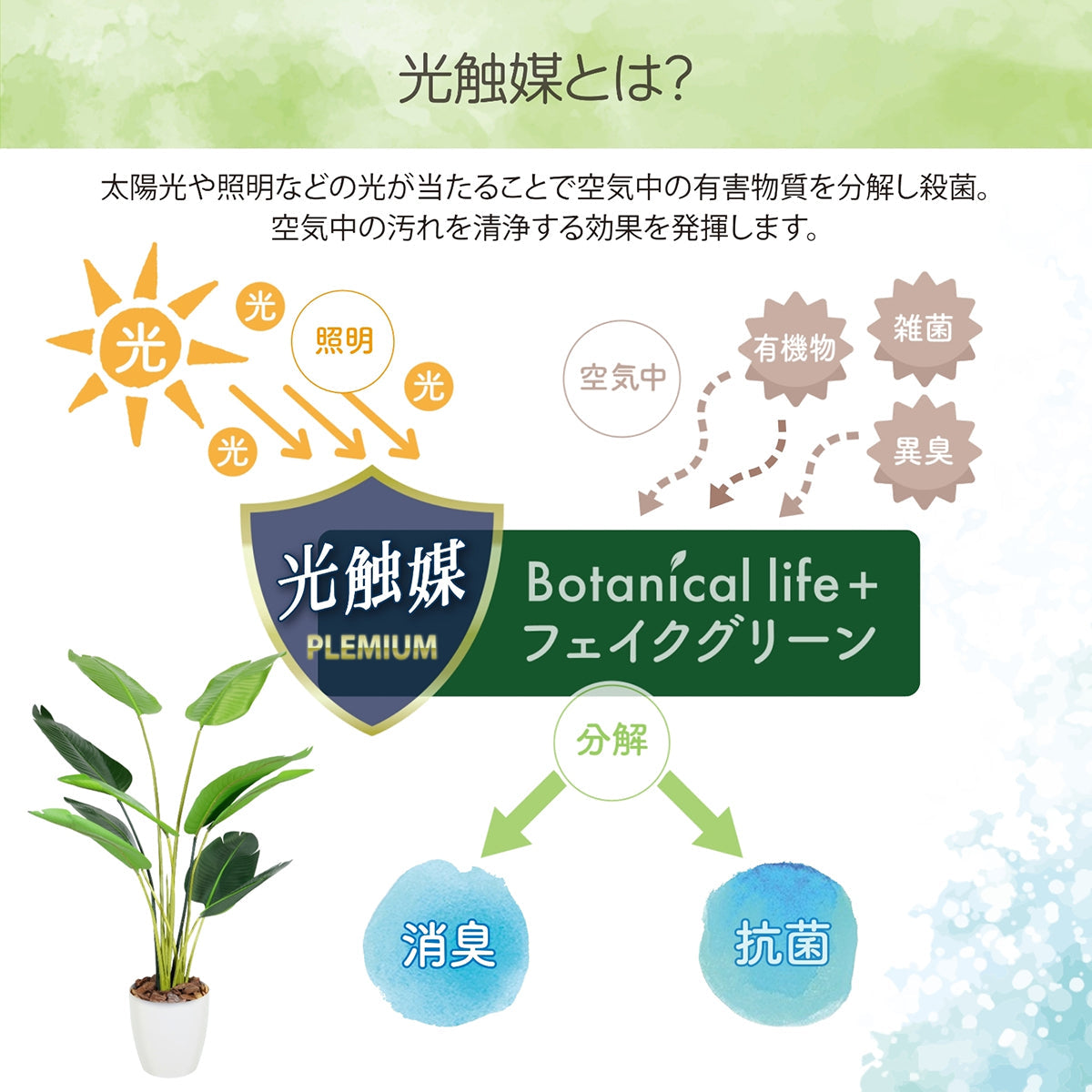 光触媒インテリアグリーン オーガスタ150cm 鉢付き