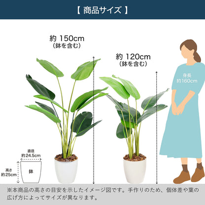 光触媒インテリアグリーン オーガスタ150cm 鉢付き