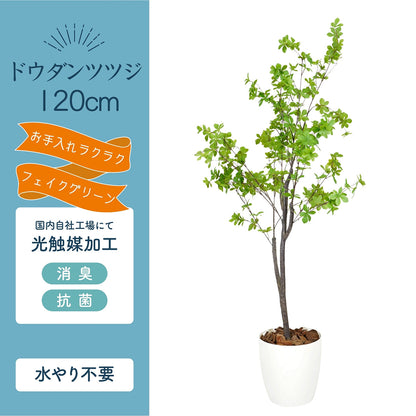 光触媒インテリアグリーン ドウダンツツジ120cm 鉢付き