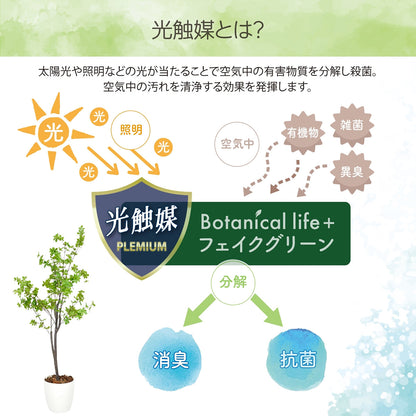 光触媒インテリアグリーン ドウダンツツジ120cm 鉢付き