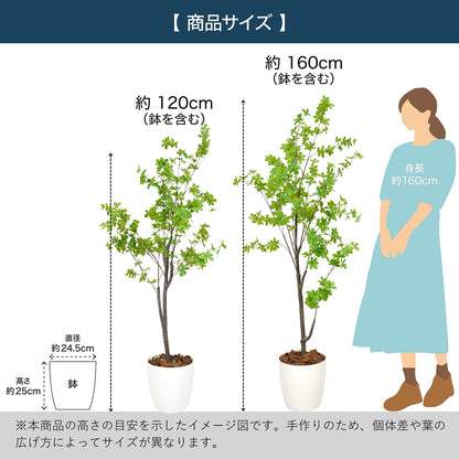 光触媒インテリアグリーン ドウダンツツジ120cm 鉢付き
