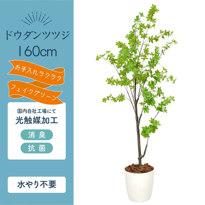 光触媒インテリアグリーン ドウダンツツジ160cm 鉢付き