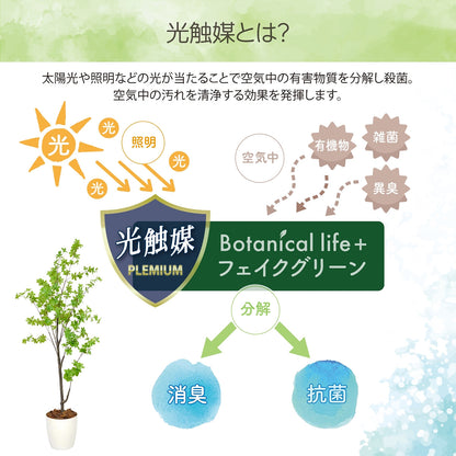 光触媒インテリアグリーン ドウダンツツジ160cm 鉢付き