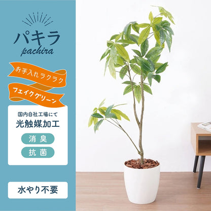 光触媒インテリアグリーン パキラ130cm鉢付き