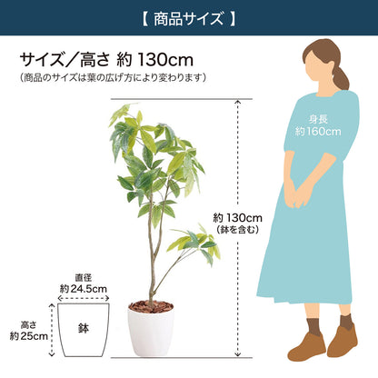 光触媒インテリアグリーン パキラ130cm鉢付き