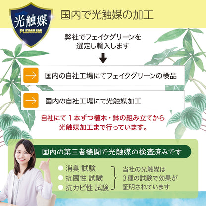 光触媒インテリアグリーン パキラ130cm鉢付き