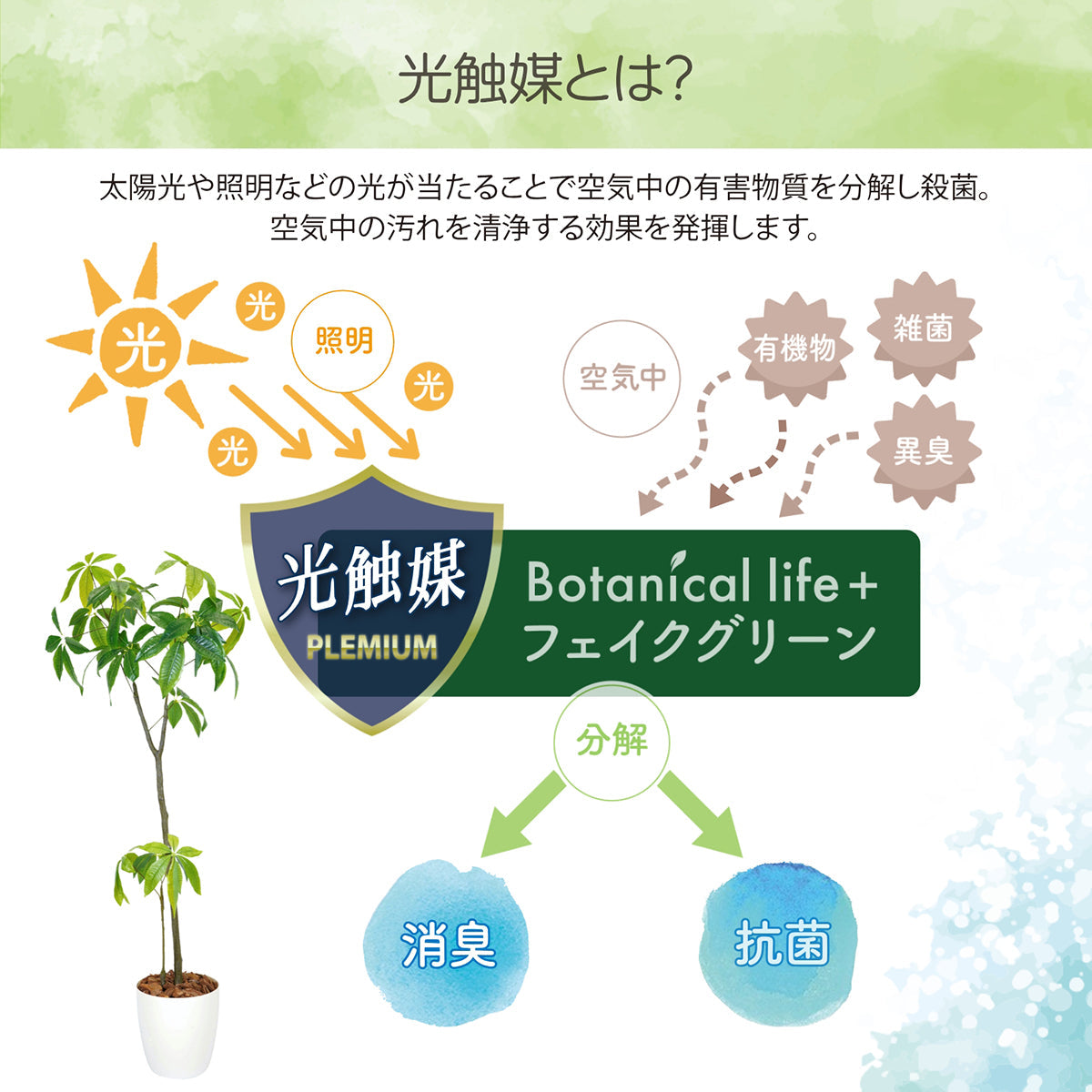 光触媒インテリアグリーン パキラ150cm鉢付き