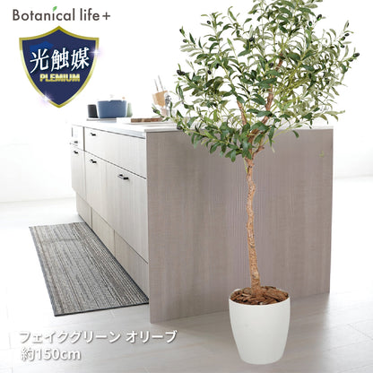 光触媒インテリアグリーン オリーブ150cm鉢付き