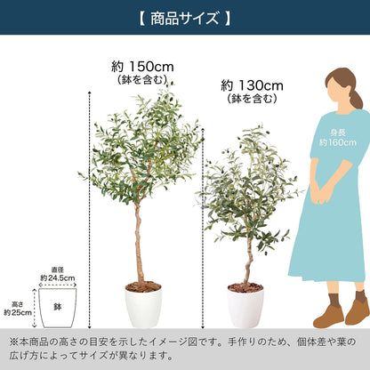 光触媒インテリアグリーン オリーブ150cm鉢付き