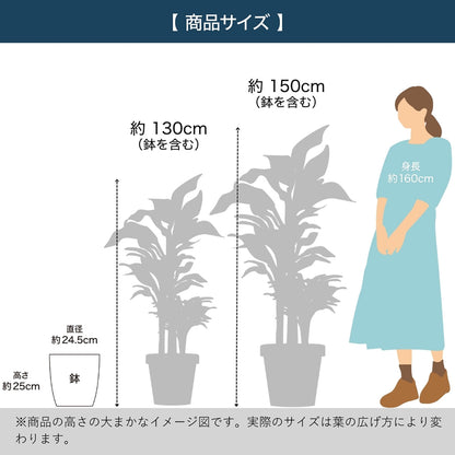 光触媒インテリアグリーン ベンジャミン130cm鉢付き
