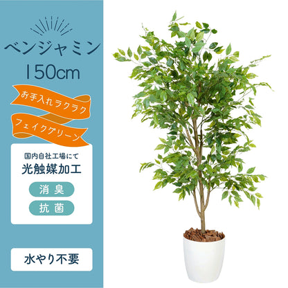 光触媒インテリアグリーン ベンジャミン150cm鉢付き