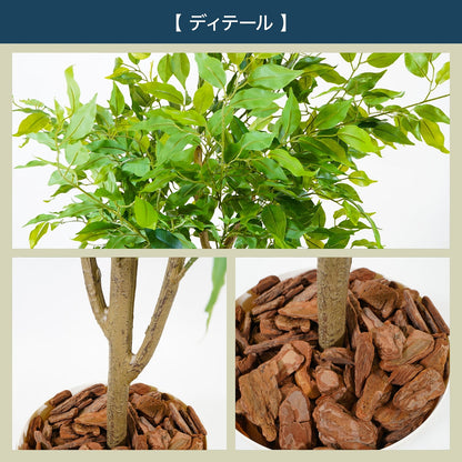 光触媒インテリアグリーン ベンジャミン150cm鉢付き