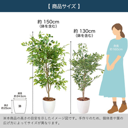 光触媒インテリアグリーン ベンジャミン150cm鉢付き