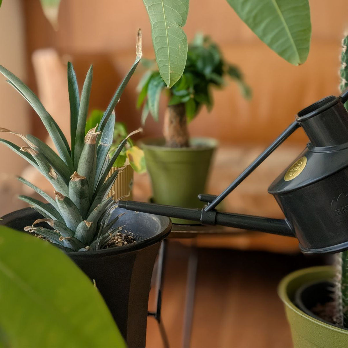 Handy Indoor ジョウロ ガーデニング 0.7L ブラック