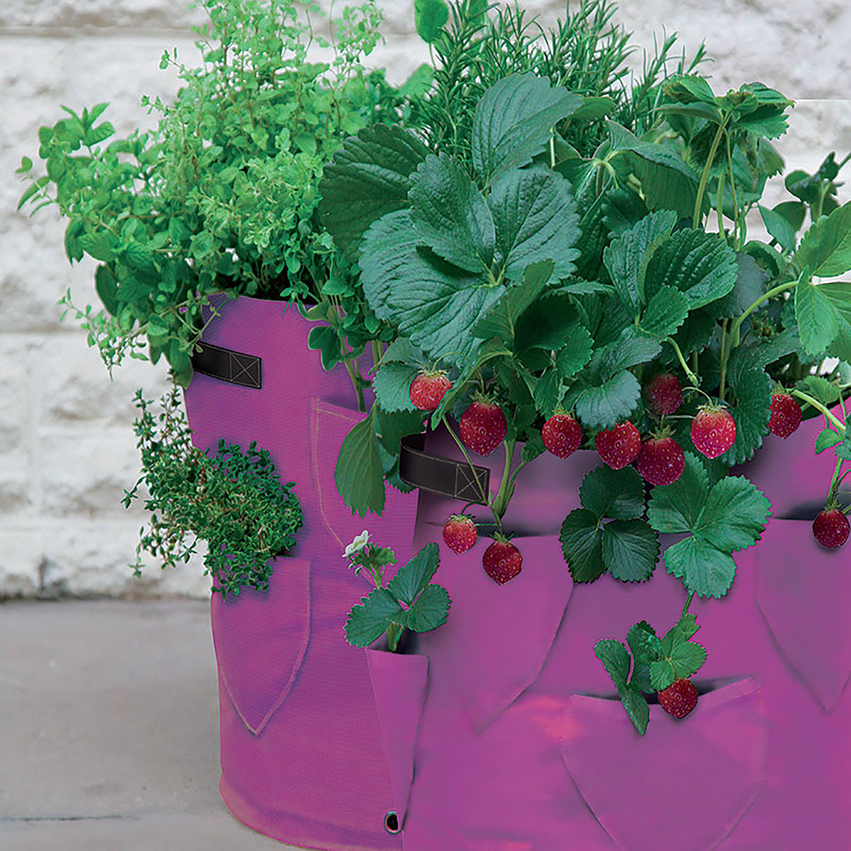 Strawberry & Herb Patio Planters 2-pack いちご・ハーブ たためるプランター ポケット付き 2枚入り